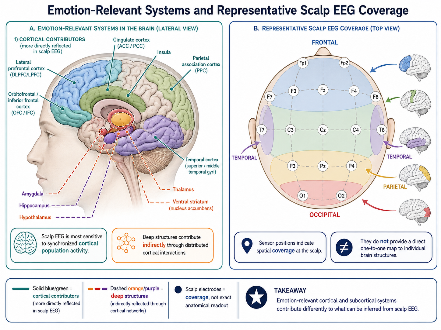 Lateral brain systems and representative scalp EEG coverage, distinguishing cortical contributors from deep structures that are observed indirectly.